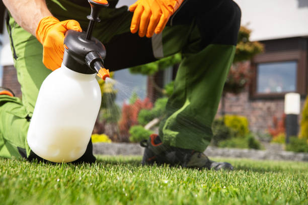 Best Local Pest Control Services  in Yuc Valley, CA
