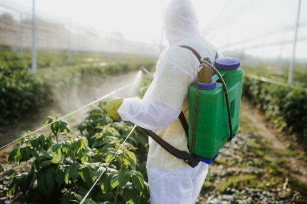 Wasp Removal Services in Yucca Valley, CA
